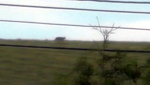 Východniarov vystrašila neznáma šelma. Nikto nevie ako zareaguje, varujú odborníci