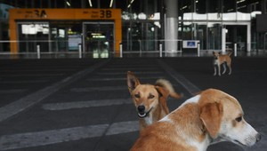 V dôsledku koronavírusu sa tiež zhoršil život túlavým psom a mačkám