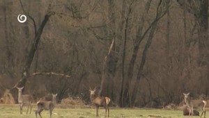 Organizované autopytliactvo na východe Slovenska: Páchateľ zastrelil mláďa jeleňa z auta