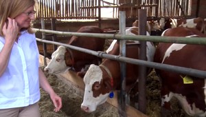 Matečná vyzýva, aby sa nakupovalo slovenské mäso cez štátny systém. Ten ale nefunguje