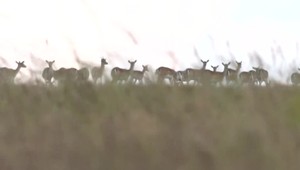 Premnožené daniele ničia prírodu a vytláčajú srnky. Ochranári bijú na poplach