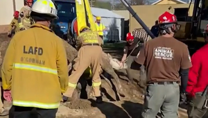 Dramatická záchrana: Kôň sa zasekol v priekope