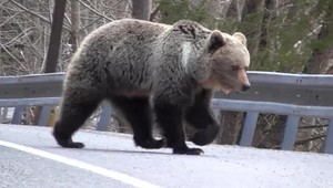 Osud medveďa z Nízkych Tatier je definitívne spečatený. Pre bezpečnosť turistov ho museli usmrtiť