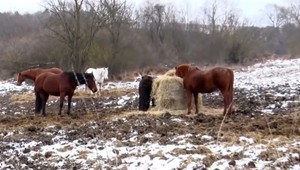 Prípad zmiznutých koní na východe: Kobylu opäť vypátrali na vlastnú päsť, stále je ale na predaj