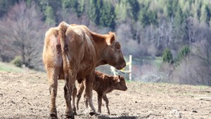 Slintačka a krívačka rozdeľujú vládu. Takáč odmieta zmeny núdzových nariadení