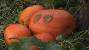 Skutočný obor zo záhradky, päťdesiakilogramová megatekvica