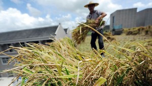 Číňania chcú na severovýchode pestovať ryžu