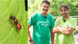 Máte v záhrade samé mravce? Takto sa ich zbavíte prirodzene, rýchlo a bez chémie!