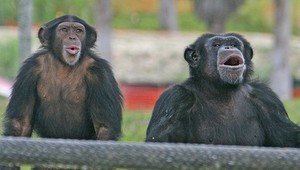 Do Bratislavy prídu nové opice!