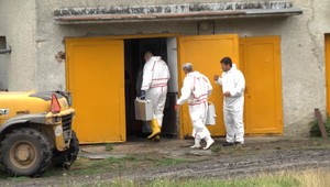 Vo veľkochove pri Trebišove pre africký mor utratili takmer 400 ošípaných. Ako došlo k zavlečeniu moru je otázne