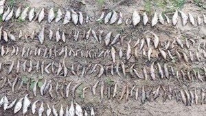 Ekologická havária: Zúfalí rybári zbierajú z rieky stovky uhynutých rýb