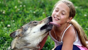 Vlk ako domáce zviera. Rodina žije s predátormi