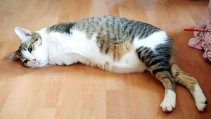 Mačku strata labiek nezlomila, behá po dvoch