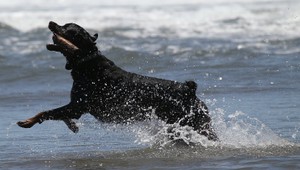 Z vĺn chceli vytiahnuť psíka. Utopil sa syn aj obaja rodičia!