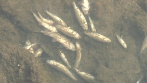 FOTO: V rieke uhynuli tisícky rýb. Podľa obyvateľov za to môže družstvo