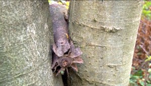 Muž našiel v lese nebezpečnú mínu, pochádzala z II. svetovej vojny