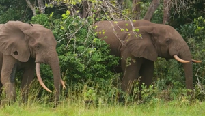 Obľúbená aktivita sa zmenila na tragédiu: Slon prebodol turistku pri umývaní