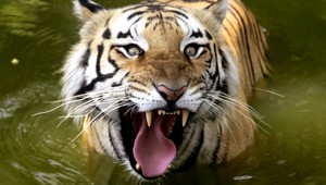 Čínska medicína alebo luxusný domáci miláčik. Pašovanie zvierat vynáša miliardy