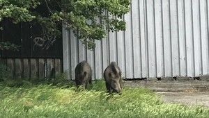 V uliciach Bratislavy sa objavili diviaky, zasahovali policajti