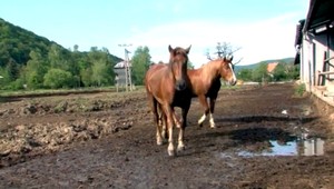 Postrelené žriebä z Udavského objavili v lese, veterinár nevie nájsť projektil
