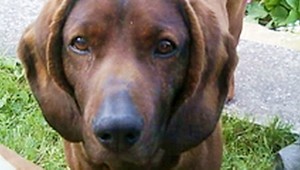 Pomôžte nám nájsť Cedru!