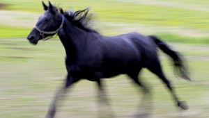 Rodina predala koňa, aby mala peniaze. Ukradol nám ich pomocník, tvrdia