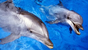 Slovenka pomáha chorým ľuďom pomocou delfínoterapie