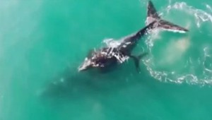 VIDEO: Škola potápačov nakrútila unikátne zábery veľryby, ktorá neplávala sama