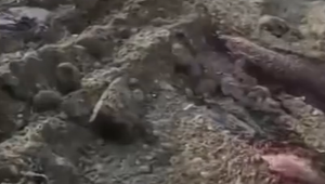 Krv zo zakopaného dobytka vyviera z jamy na povrch. Obyvatelia sa boja o kvalitu spodnej vody