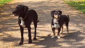 Hľadajú sa psy Kaila a Shaggy. Stratili sa v okolí Nitry