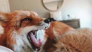 Ťažký život zvierat: 20 zaujímavostí, ktoré vás presvedčia o tom, že ani ony to nemajú jednoduché