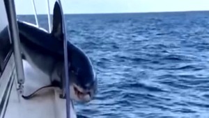 VIDEO: Žralok sa zachytil na lodi. Bojoval o život zo všetkých síl