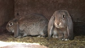 Zvieratá kradol na pekáč! Udala ho vlastná žena