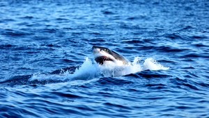 Krvilačný žralok zabil nič netušiacu plavkyňu (†63), telo sa nenašlo