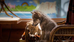 Do kín prichádza nové neuveriteľné dobrodružstvo od tvorcu filmu Mia a biely lev!