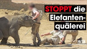 VIDEO: Zamestnanci nemeckej ZOO bijú slonov železnými hákmi