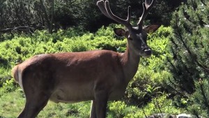 Kreatívnym nápadom pomáhajú chudobným. Servírujú zrazenú zver
