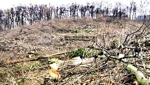 Na výrub stromov na Kolibe nebolo povolenie, tvrdí Kaliňák