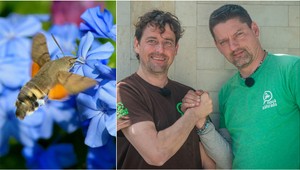 Našli ste vo svojej záhrade tohto tvora? Nebojte sa ho, rastlinám pomáha viac ako včely!