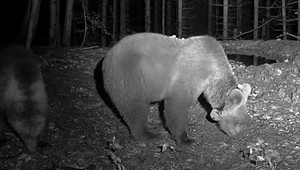 VIDEO: Medveďa Žiga našli pomocou online vysielania z lesa