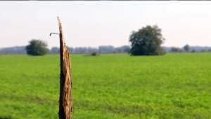 Stromy, ktoré mali lákať dravcov, niekto zničil. Ochranári zúria