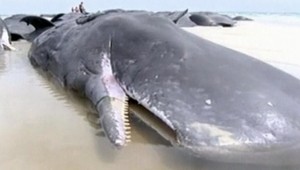 More vyplavilo mŕtveho vorvaňa. V tele mal 29 kilogramov plastového odpadu