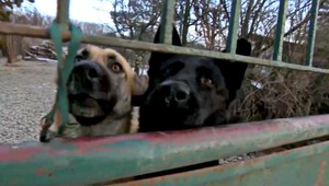 Petra mali roztrhať psy pri skúmaní vtákov, polícia nechce ukázať telo príbuzným