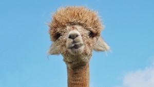 Lama nakráčala do optiky: Medzi okuliarmi sa prechádzala pol hodiny