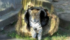 Nové prírastky v ZOO. Jaguáre Bila a Maka