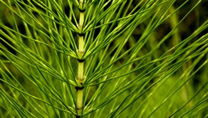 Praslička je viac ako burina: liek, ktorý je prilepšením nielen pre osadníkov