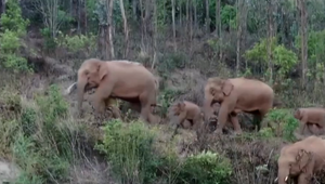 Sledujú ich stovky ľudí na autách. Slonie stádo jedného člena stratilo