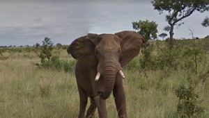 Šesť slonov zahynulo po tom, ako zjedli plast zo skládky. Obyvatelia žiadajú plot