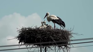 Agresívneho bociana, ktorý ničí autá, malo upokojiť potomstvo. Lenže ochranári sa mýlili