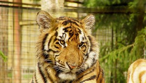 Študentka poskytla prvú pomoc mláďaťu tigra